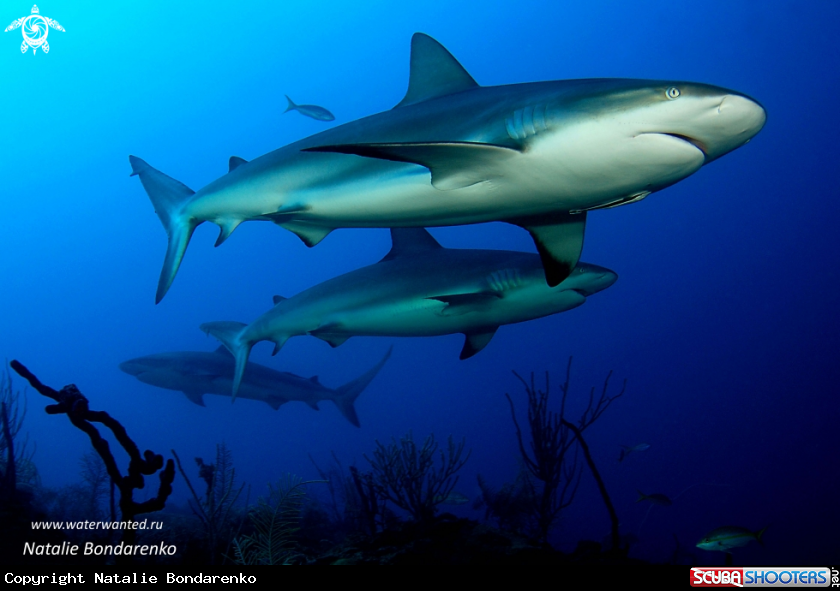 A Grey Reef sharks