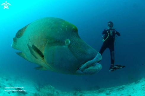 A Napoleon wrasse