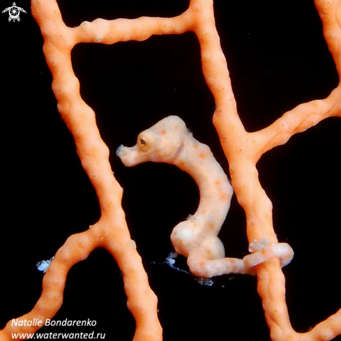 A Pigmy seahorse