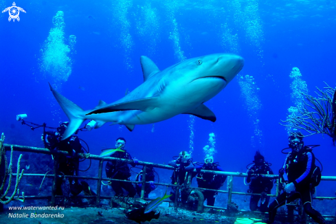 A Grey Reef shark