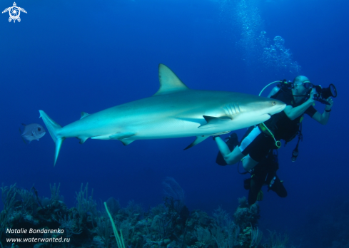 A Grey Reef shark