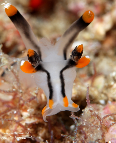 A Nudibranch