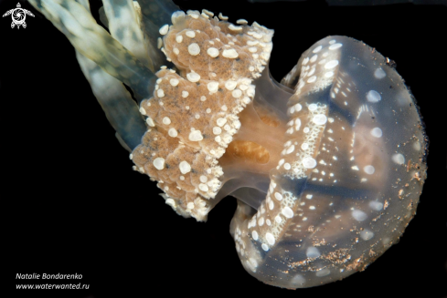 A Jelly fish