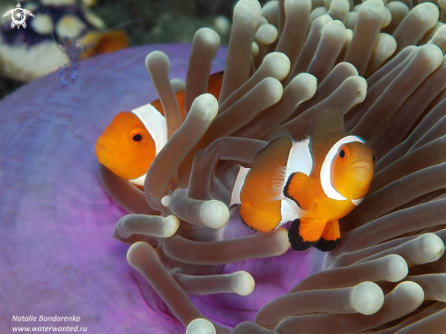 A Amphiprions