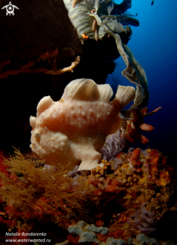 A Frog fish