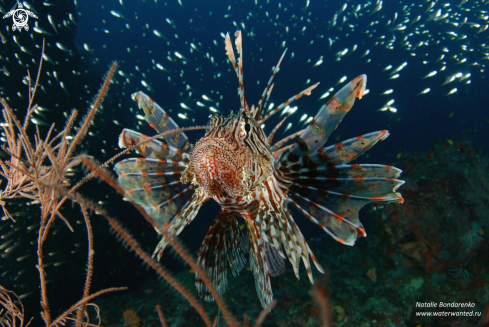 A Lion fish