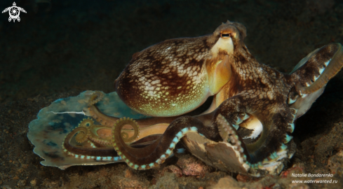 A Coconut octopus