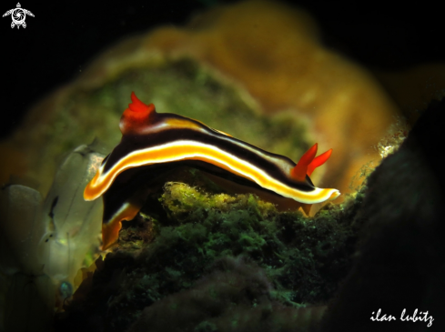 A Nudibranch