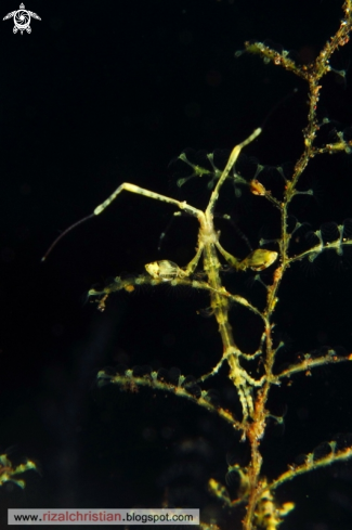 A Skeleton Shrimp