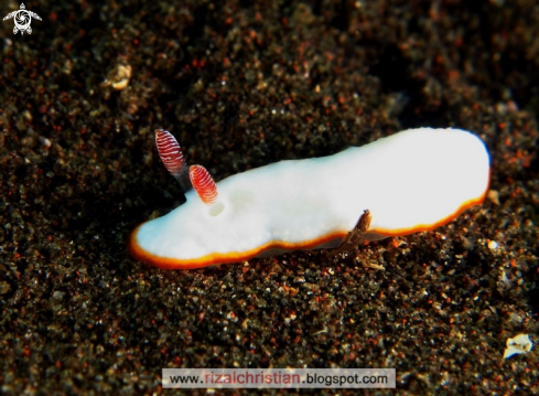 A Nudibranch