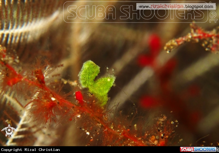 A Algae Shrimp