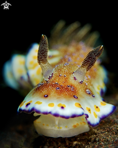 A Collingwood's Chromodoris 