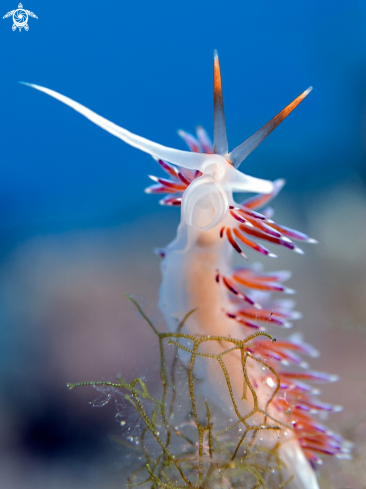 A Cratena peregrina | Nudibranch